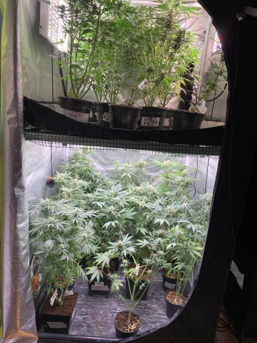 K19 F3. Week 8