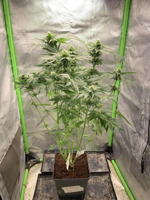 K16 F4. Week 8