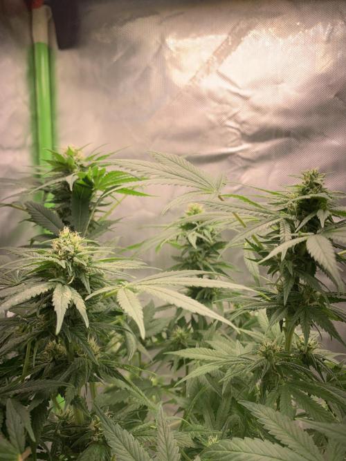 K16 F4. Week 8