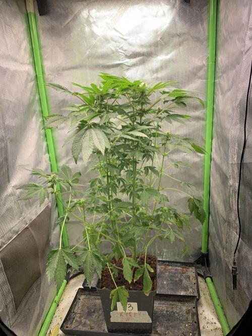 K15 F3. Week 8