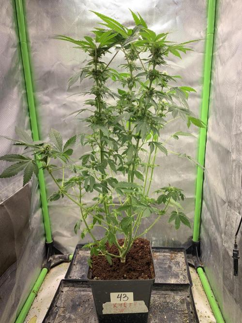 K15 F3. Week 8