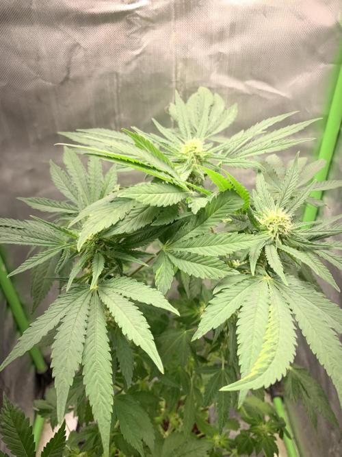 K15 F3. Week 8