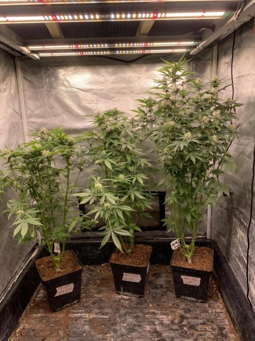 Milk Bath x Blueberry F1. Week 8