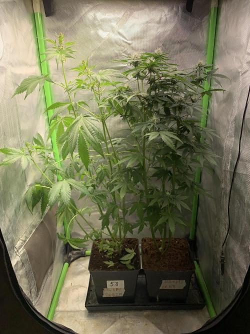 Milk Bath x Blueberry F1. Week 8
