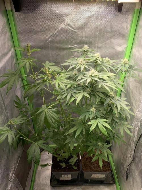 Milk Bath x Blueberry F1. Week 8