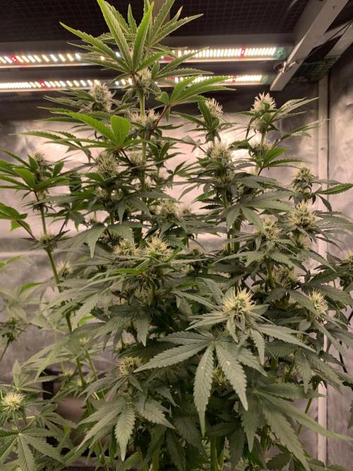 Milk Bath x Blueberry F1. Week 8