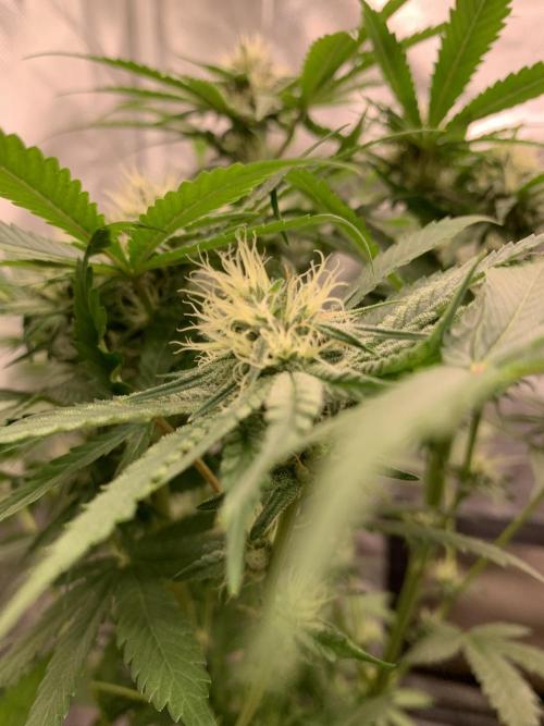 Milk Bath x Blueberry F1. Week 8