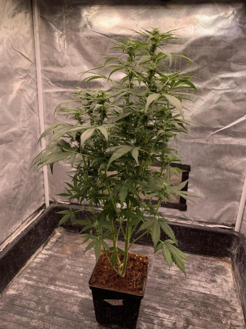 DC GammaBloom I need more seed's. Week 7