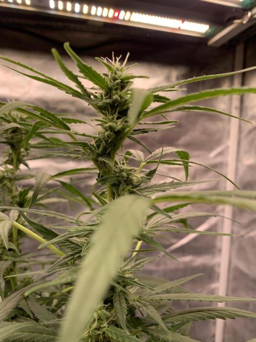DC GammaBloom I need more seed's. Week 7