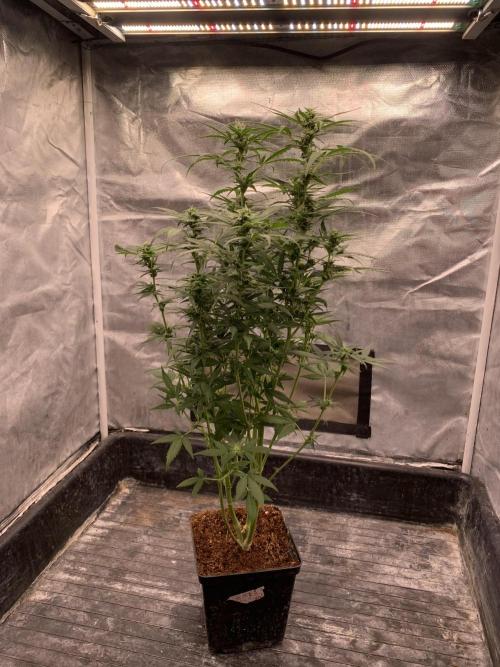 DC GammaBloom I need more seed's. Week 7