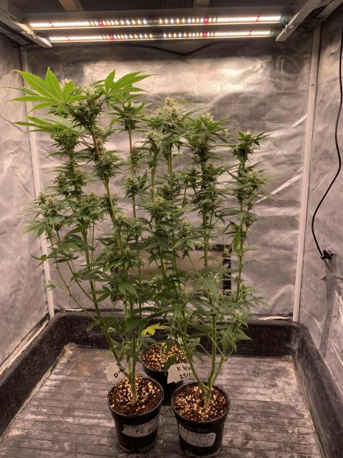 LSD Auto x Chronic Rider Fast bx F1. Week 8