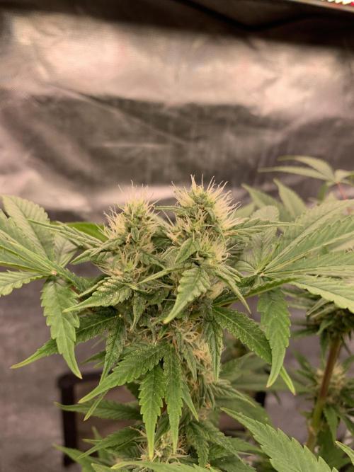 LSD Auto x Chronic Rider Fast bx F1. Week 8
