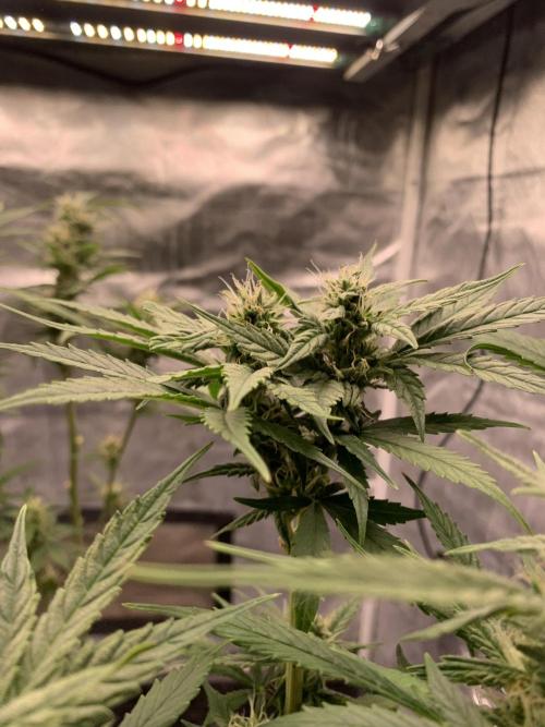 LSD Auto x Chronic Rider Fast bx F1. Week 8