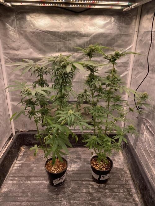 Blueberry x DC GammaBloom f1. Week 8