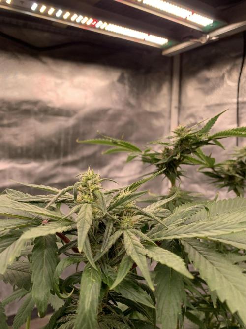 Blueberry x DC GammaBloom f1. Week 8