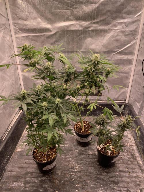 KUST x Blueberry F1. Week 8
