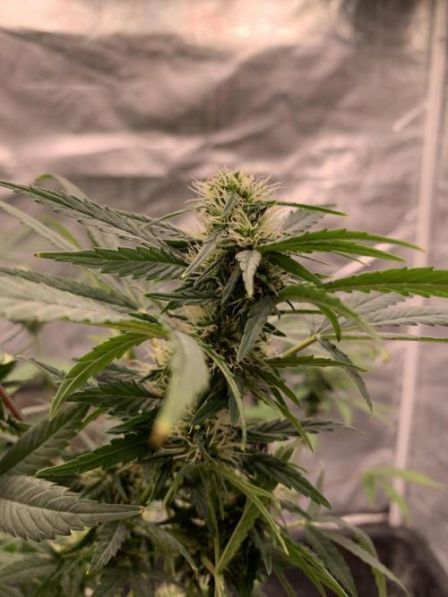 KUST x Blueberry F1. Week 8