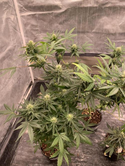 KUST x Blueberry F1. Week 8