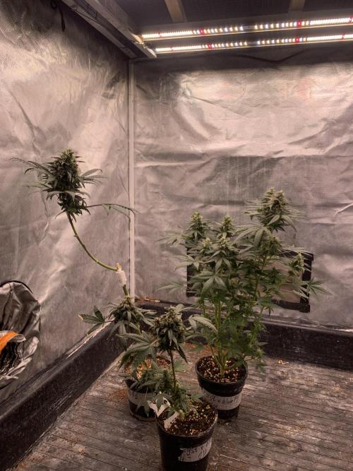 KUST x Blueberry F1. Week 9