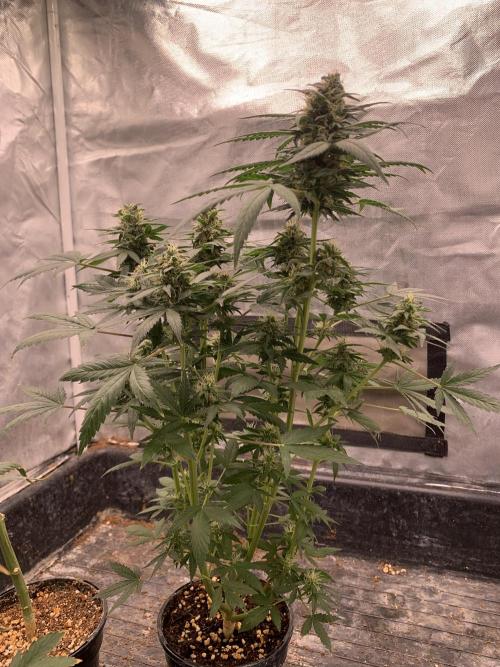 KUST x Blueberry F1. Week 9