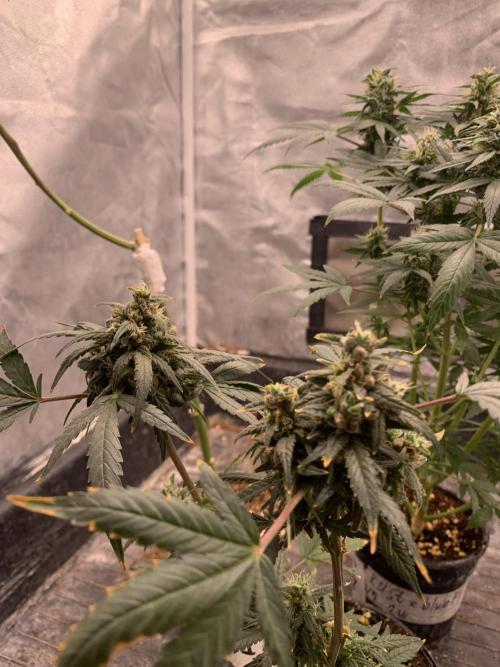 KUST x Blueberry F1. Week 9