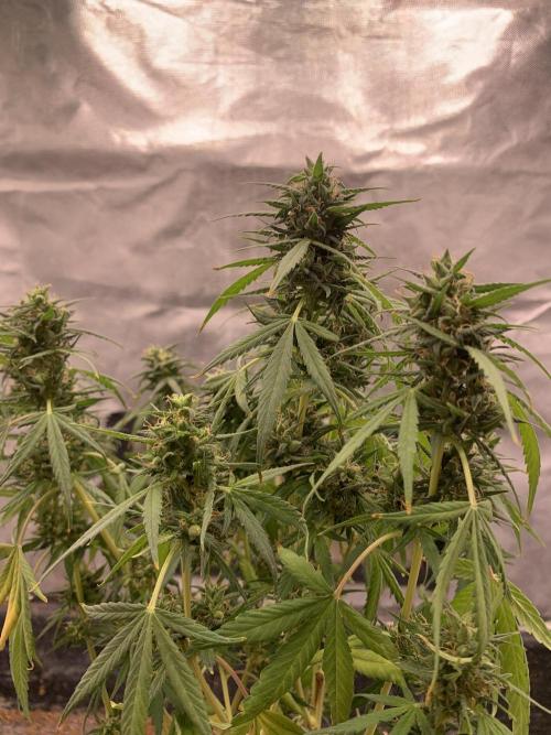K19 F3. Week 10