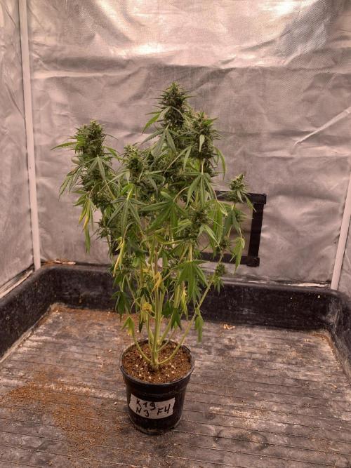 K19 F3. Week 10