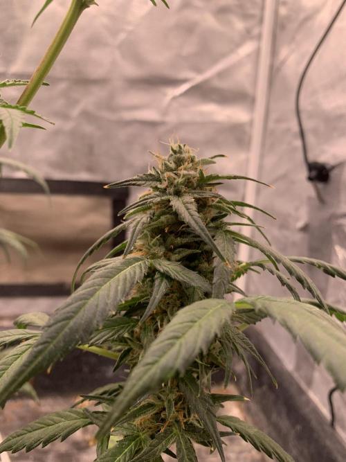 LSD Auto x Chronic Rider Fast bx F1. Week 10
