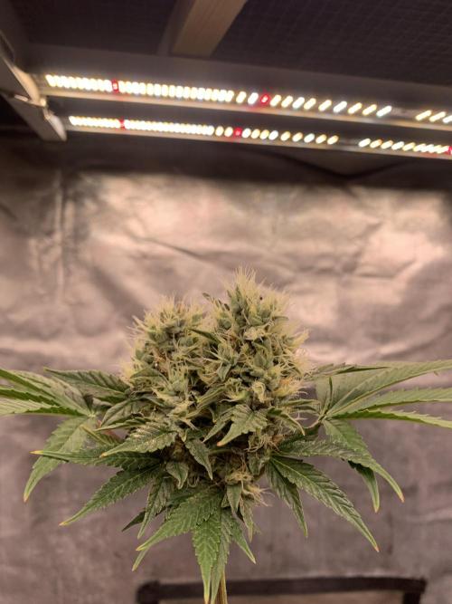 LSD Auto x Chronic Rider Fast bx F1. Week 10