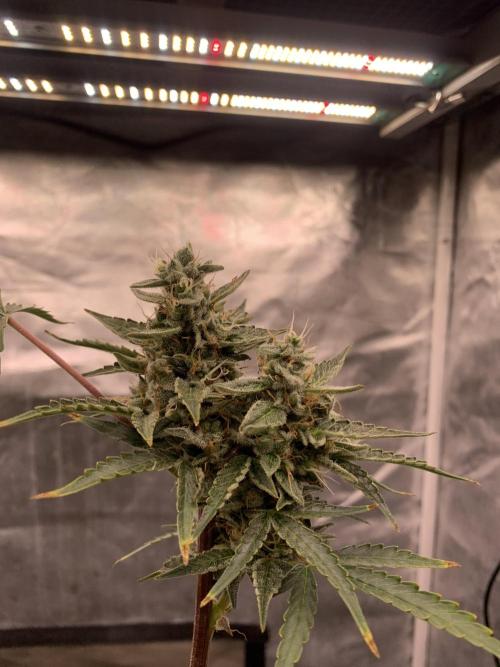 LSD Auto x Chronic Rider Fast bx F1. Week 10
