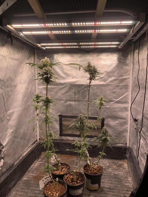 LSD Auto x Chronic Rider Fast bx F1. Week 10