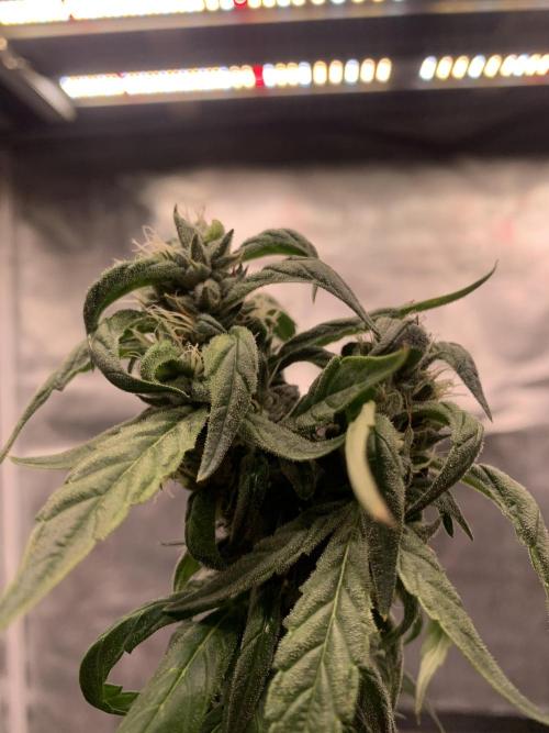 Blueberry x DC GammaBloom f1. Week 10