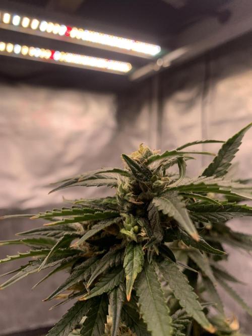 Blueberry x DC GammaBloom f1. Week 10