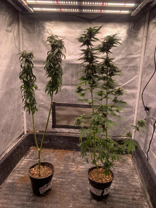 Blueberry x DC GammaBloom f1. Week 10