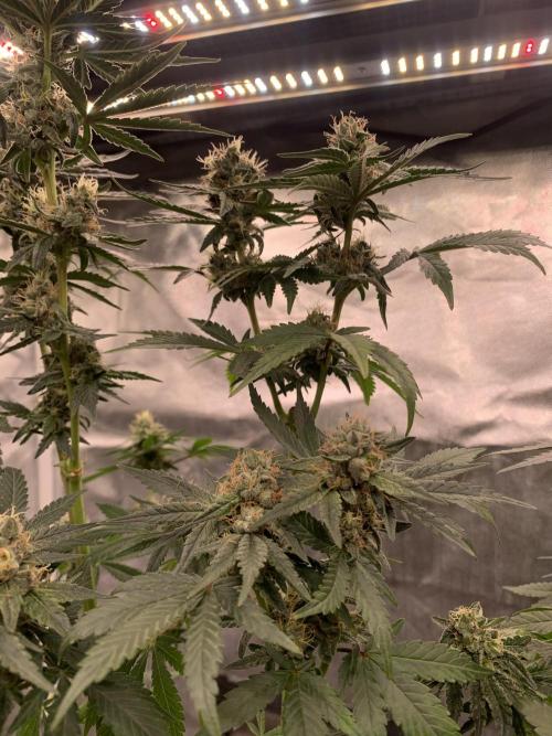 Milk Bath x Blueberry F1. Week 10