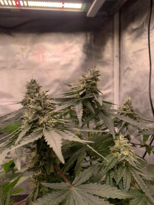 Milk Bath x Blueberry F1. Week 10