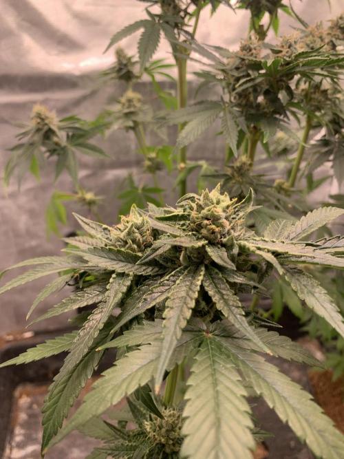 Milk Bath x Blueberry F1. Week 10