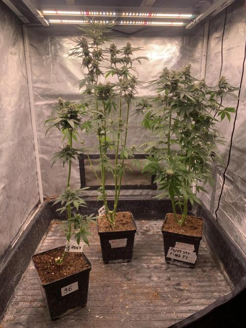 Milk Bath x Blueberry F1. Week 10