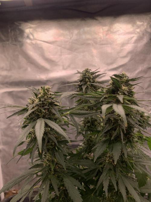K15 F3. Week 10