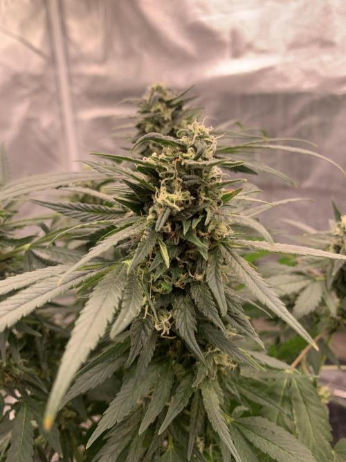 K15 F3. Week 10