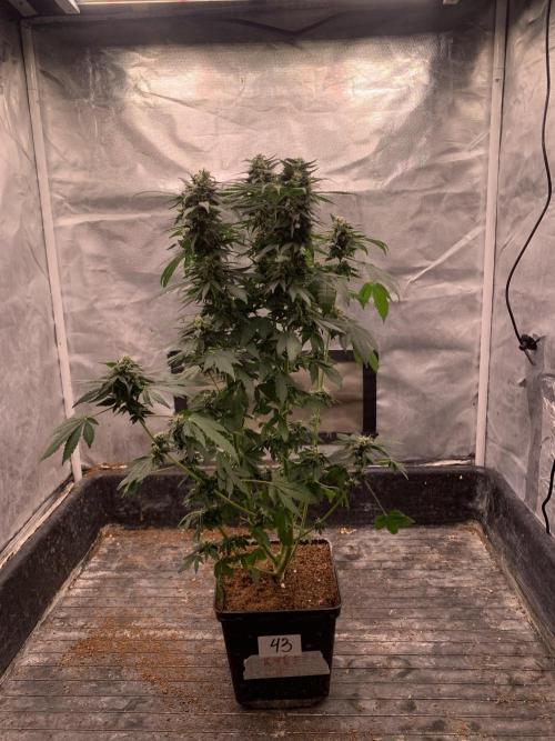 K15 F3. Week 10