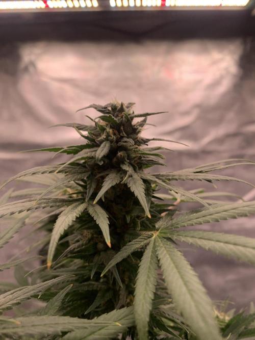 K16 F4. Week 10