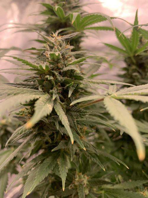 K16 F4. Week 10
