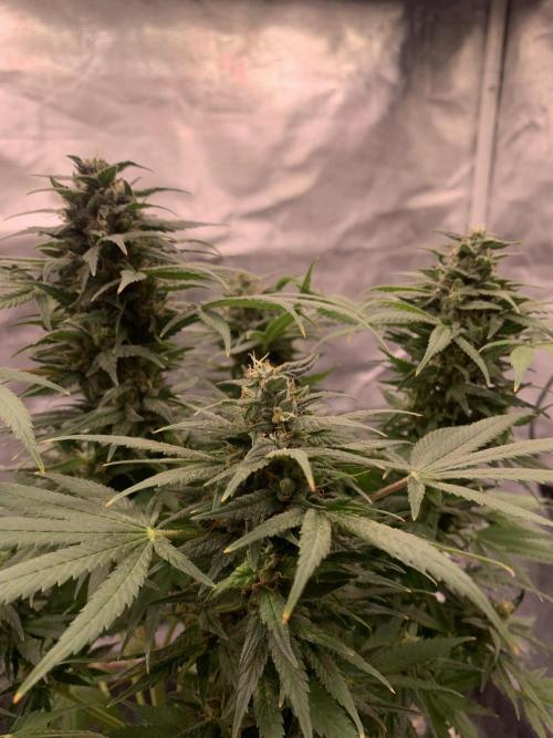 K16 F4. Week 10