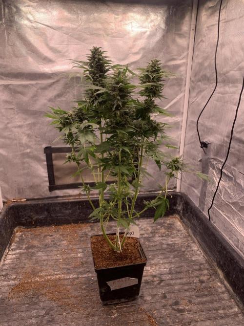 K16 F4. Week 10