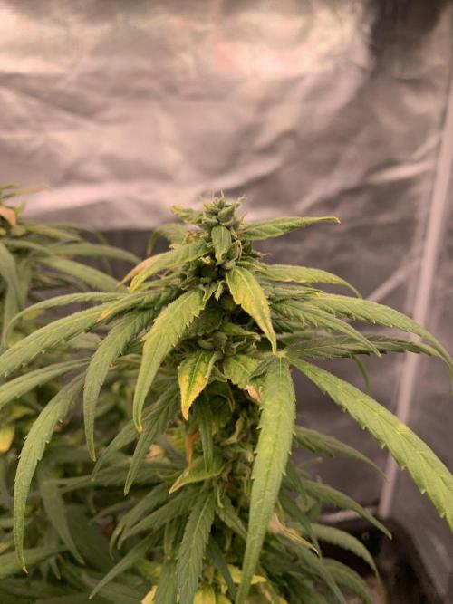 DC GammaBloom I need more seed's. Week 10