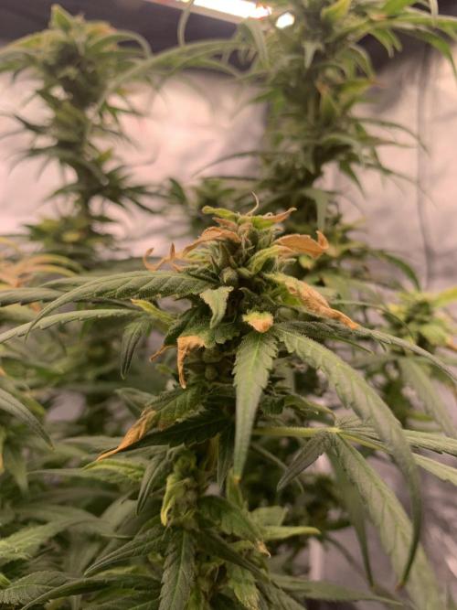 DC GammaBloom I need more seed's. Week 10