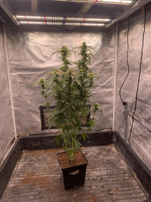 DC GammaBloom I need more seed's. Week 10