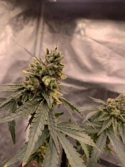 Milk Bath x Blueberry F1. Week 12