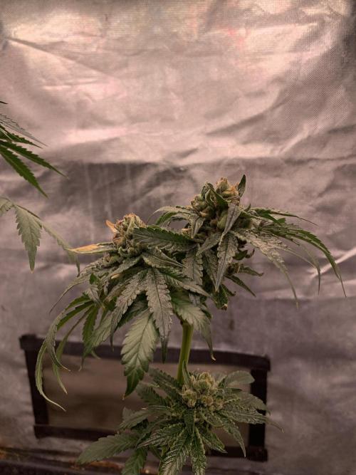 Milk Bath x Blueberry F1. Week 12